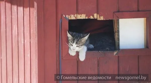 Кошкин дом на улице