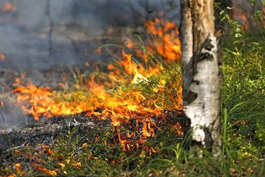 Фото: Что делать, если вы заметили лесной пожар? Пояснили в Минлесхозе