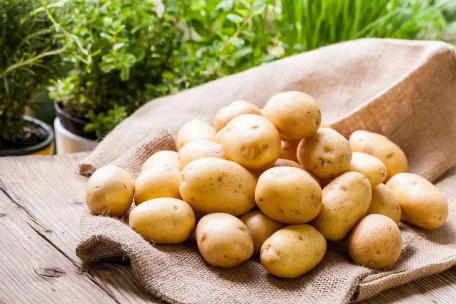 уДАЧНЫЕ СОТКИ: в чём основные причины низкого урожая картофеля?