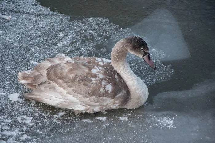Фото: Птичку жалко: что делать при виде лебедя на замерзающем водоёме?