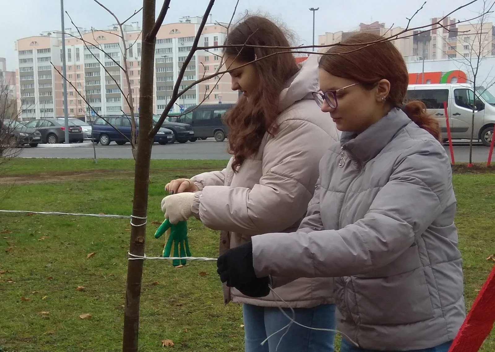 Зашумят аллеи молодой листвой: на улице Косарева высадили аллею лип |  Новости Гомеля