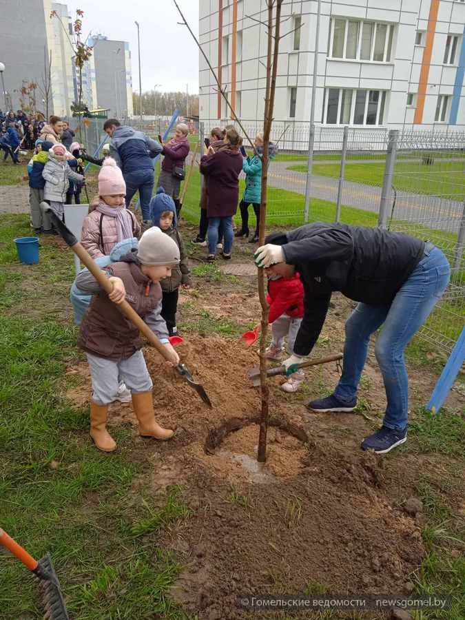 Посадили вместе. Акция посади дерево. Посадка деревьев. Экологическая акция посади дерево. Экологическая акция по посадке деревьев в детском саду.